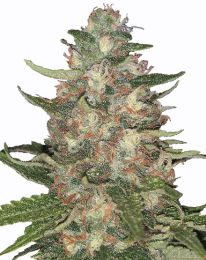 Purple Punch Feminized Cannabis Seeds