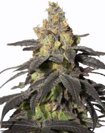 Purple Urkle Feminized Cannabis Seeds