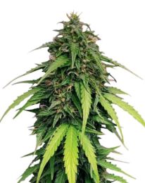 Ringo's Gift Autoflower