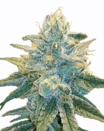 Silver Haze Auto Feminized seeds