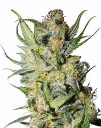 Thai Stick Cannabis Seeds