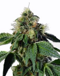 Train Wreck Feminized Cannabis Seeds