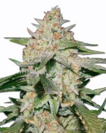 White Ruski Feminized Cannabis Seeds