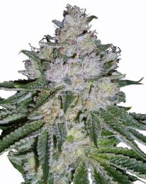 White Widow Skunk Feminised