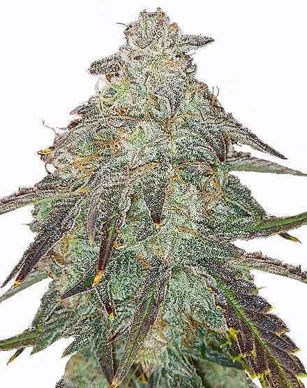 Apple Fritter Autoflower – Special Offer