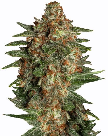Glueberry Autoflower – Special Offer