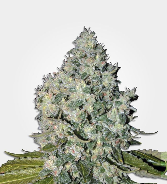 Big Bud Feminized – Special Offer