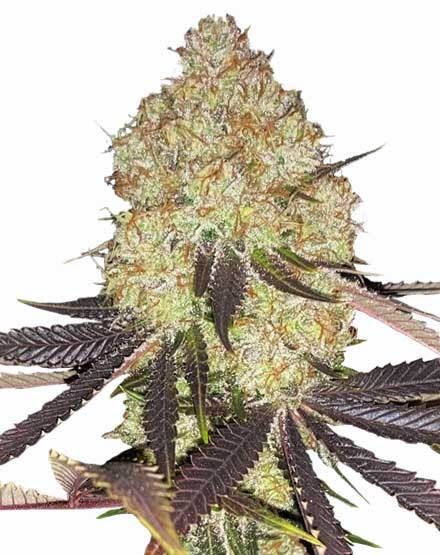 Biscotti Feminized – Special Offer