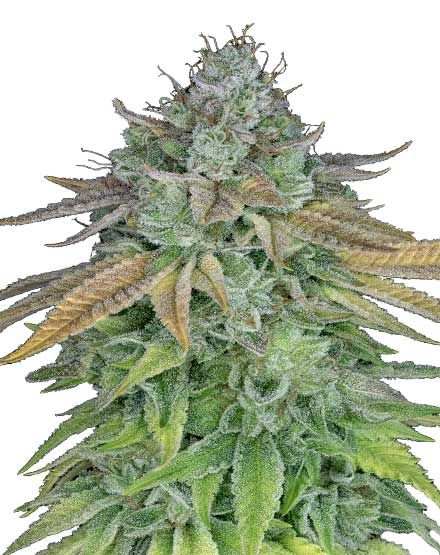 Cafe Racer Feminized – Special Offer