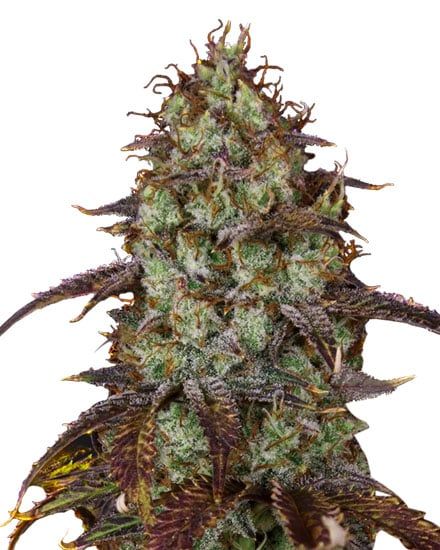 Carbon Fiber Feminized – Special Offer