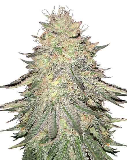 Do Si Dos Feminized – Special Offer