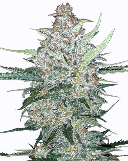 Do Si Dos Autoflower – Special Offer