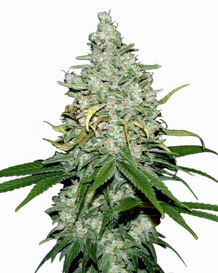 Fat Bastard Autoflower – Special Offer
