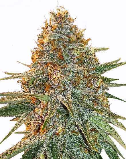 Gary Payton Feminized – Special Offer