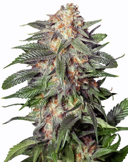 Gelato Autoflower – Special Offer