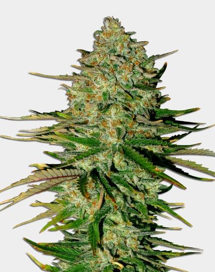 Godfather OG Autoflower – Special Offer