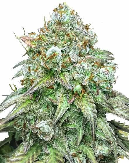 Godfather OG Feminized – Special Offer