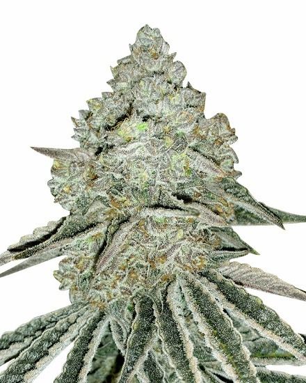Gorilla Zkittlez Feminized – Special Offer