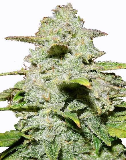 Green Crack Autoflower – Special Offer