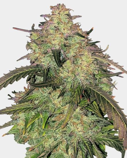 Humboldt Feminized – Special Offer