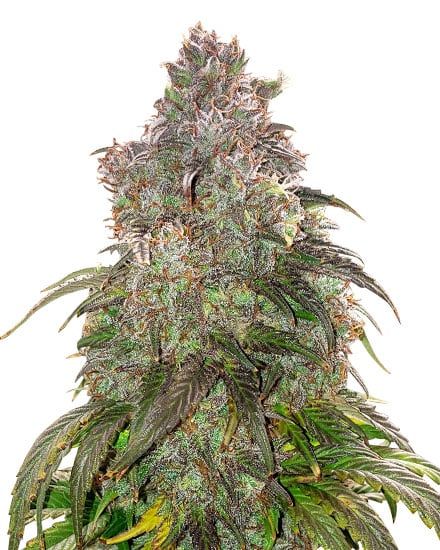 Jack Herer Autoflower – Special Offer