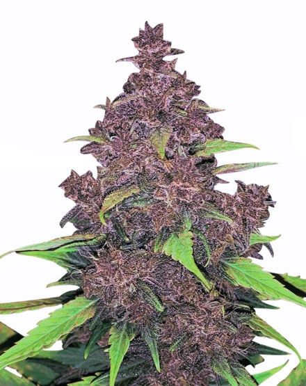 Kushberry Moonrocks Auto – Special Offer