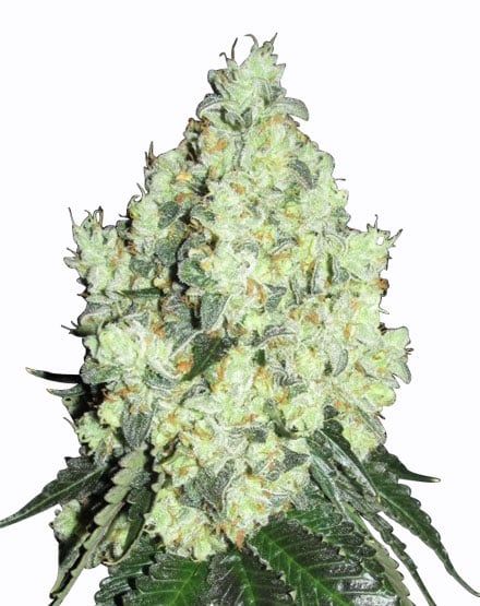 OG Kush Feminized – Special Offer