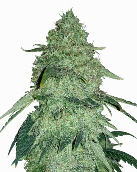 Permanent Marker Autoflower – Special Offer