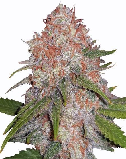 Runtz Feminized – Special Offer