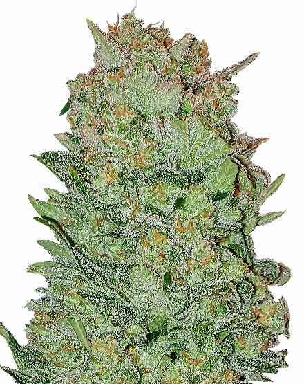 THC Bomb Autoflower – Special Offer