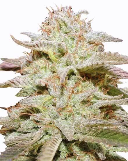 Wedding Cake Autoflower – Special Offer