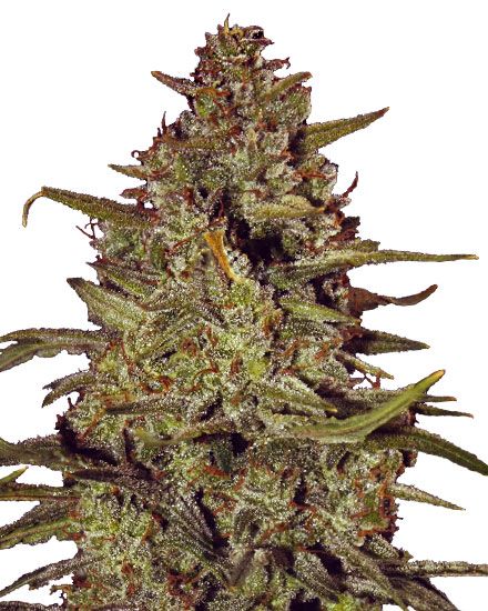 White Truffle Feminized – Special Offer