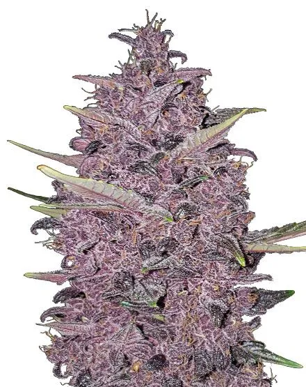 Kushberry Moonrocks Feminized Seeds