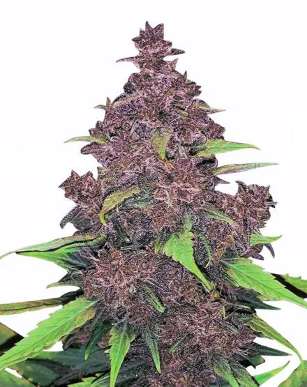 Kushberry Moonrocks Autoflower Seeds