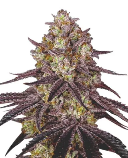 Buy Maui Wowie Cannabis Seeds | MSNL Seeds USA