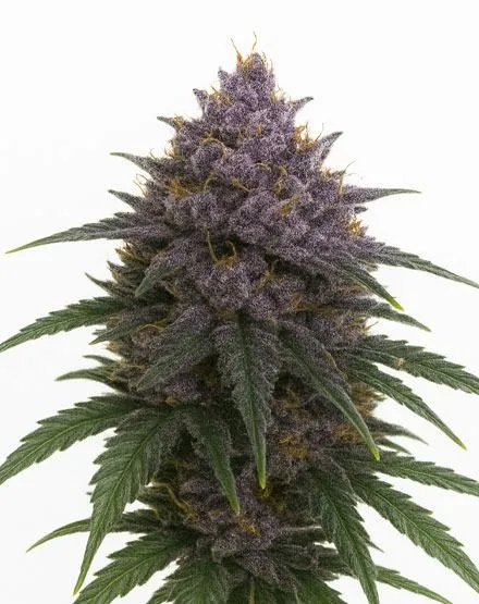 Buy Purple Haze Cannabis Seeds | MSNL Seeds USA