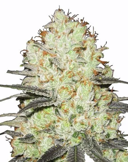 Buy Strawberry Cough Cannabis Seeds | MSNL Seeds USA