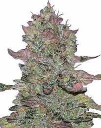 Animal Mints Feminized