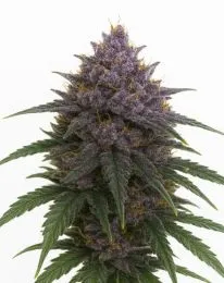 Purple Haze Feminized