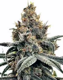 Sundae Driver Feminized