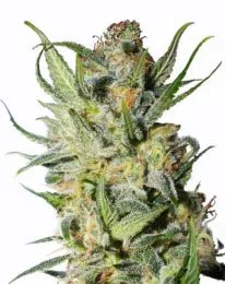 Thai Stick Cannabis Seeds