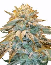 White Widow Feminized Marijuana seeds