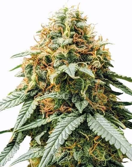 Buy Acapulco Gold Feminized Seeds | MSNL Seeds USA