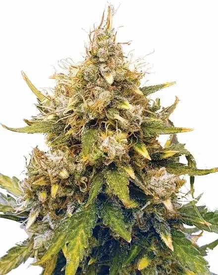 Buy Acapulco Gold Autoflower Seeds | MSNL Seeds USA
