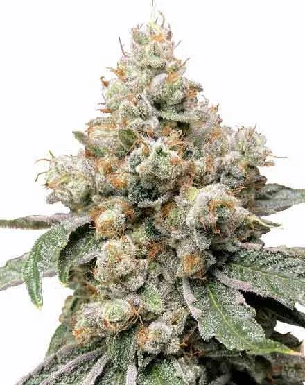 Buy Alien OG Feminized Seeds | MSNL Seeds USA
