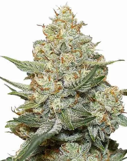 Buy Gorilla Cookies Feminised Seeds | MSNL Seeds Australia