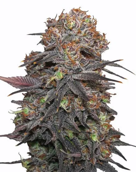 Buy Grand Daddy Purple Feminized Seeds | MSNL Seeds USA