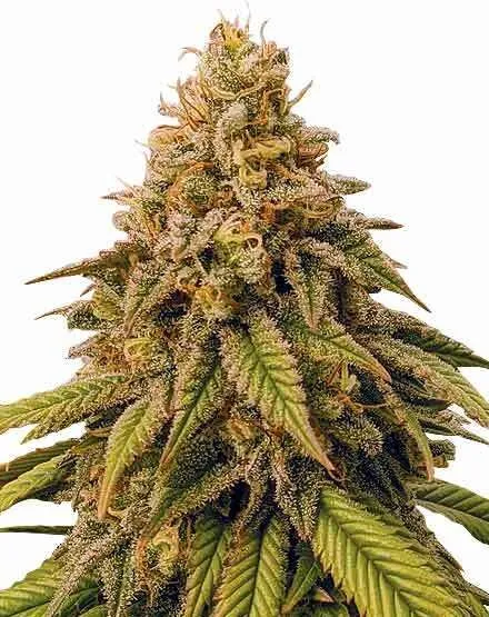 Buy Grease Monkey Feminized Seeds | MSNL Seeds USA