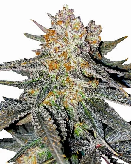Buy Lemon Cherry Gelato Feminized Seeds | MSNL Seeds USA