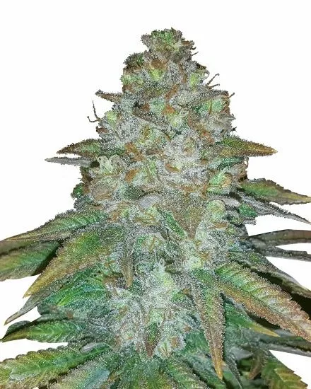 Buy Mimosa Autoflower Seeds | MSNL Seeds USA